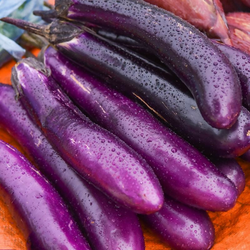 eggplant1