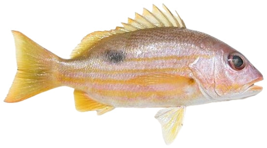 Barish fish