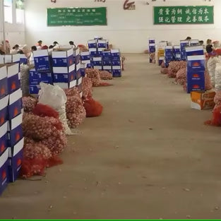 Red Onion India Wholesales 1kg. بصل أحمر. متوفر بسعر الجملة للكيلوغرام