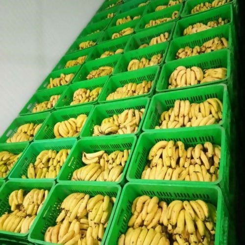 banana4