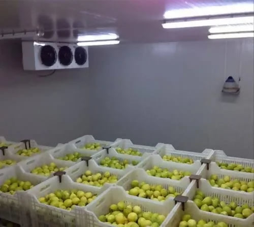lemonOman2