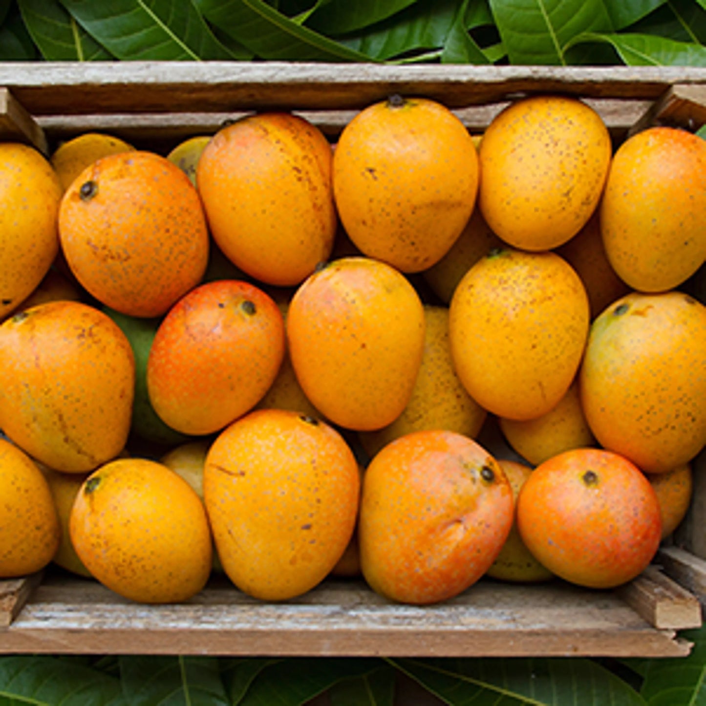 mango2