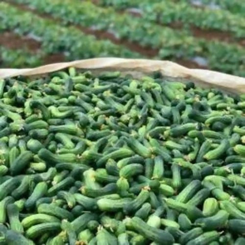 cucumber3