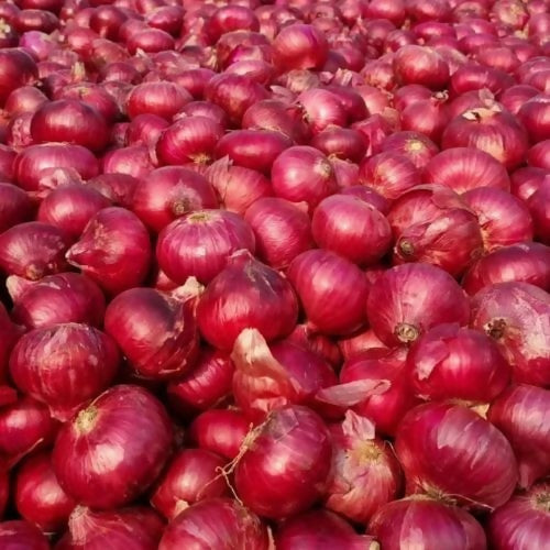 redonion1