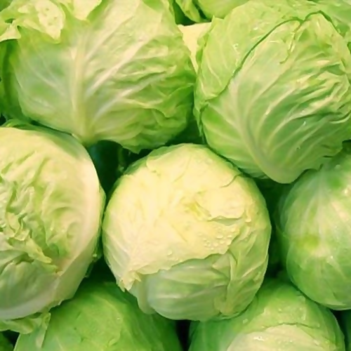 cabbage2