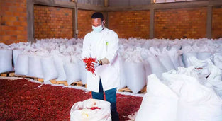 High Quality African Chilli Whosales 1kg. فلفل حار أفريقي عالي الجودة بالجملة 1 كجم