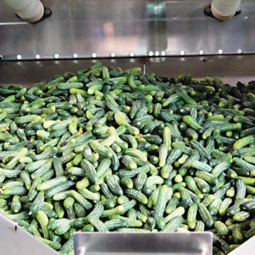 exportcucumber