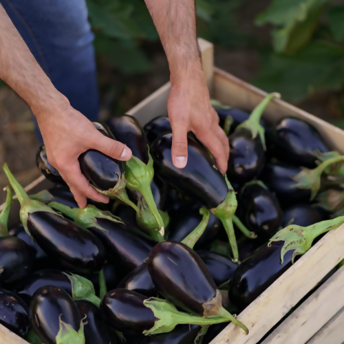 eggplantshort