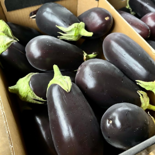 eggplantshort3