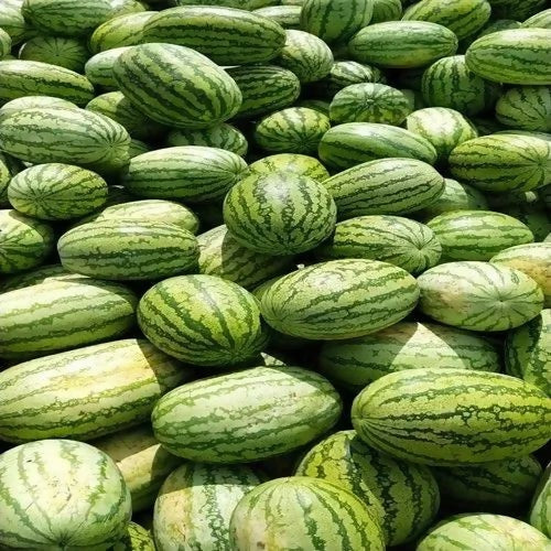watermelonbulk