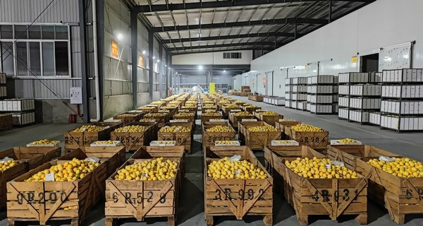 lemonwarehouse