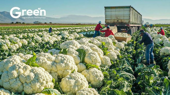 cauliflower8