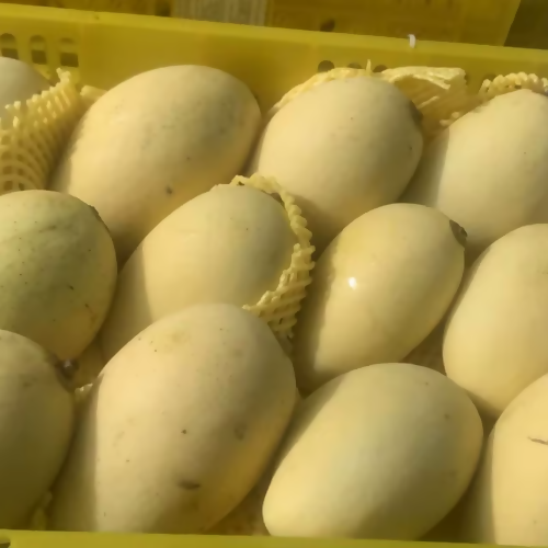 mangobasket