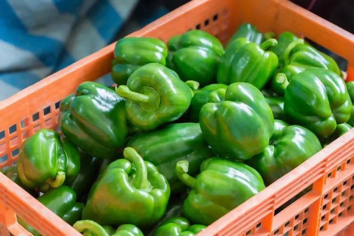 capsicum2
