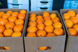 oranges2