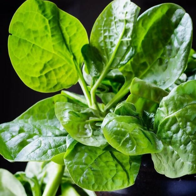 Spinach_seeds