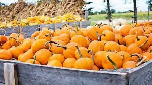 pumpkin7