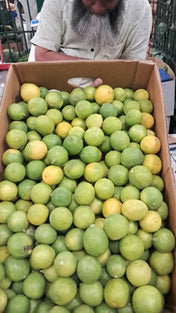 Fresh Lemon Oman Wholesales 1kg. ليمون عماني طازج - جملة - 1 كيلو