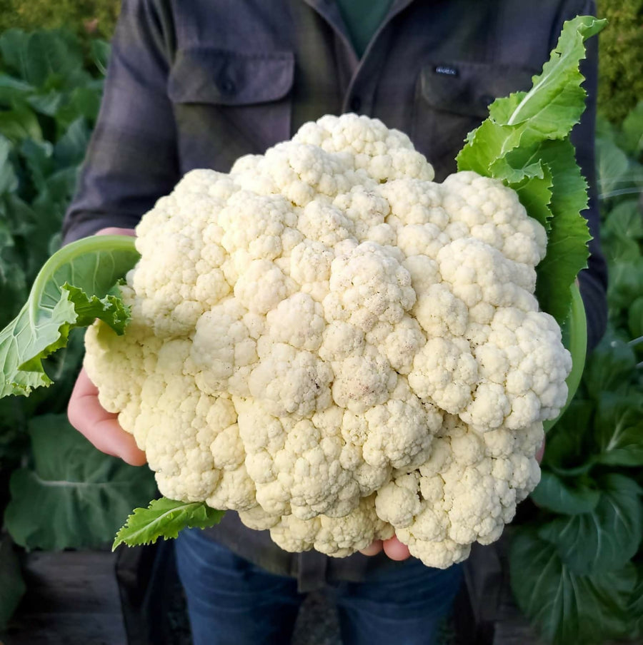 how-to-grow-cauliflower-white-harvest-feature-homestead-chill