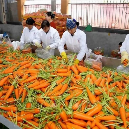 carrotmine