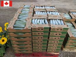 cucumbercarton