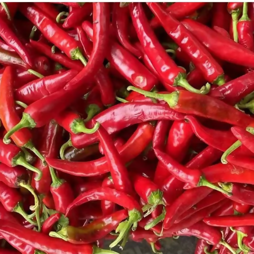 chillired2