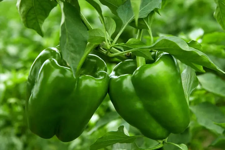 Basic Vegetable Package: 20 kg onions, 20 kg potato, 5 kg green peppers