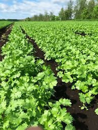 coriander4