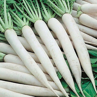 White Radish (Mooli) Wholesales 1kg. فجل أبيض طازج