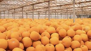 Fresh Pumpkin Ash Iran Wholesales 1kg. يقطين (قرع) رمادي إيراني طازج بالجملة 1 كيلو