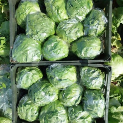 cabbage3