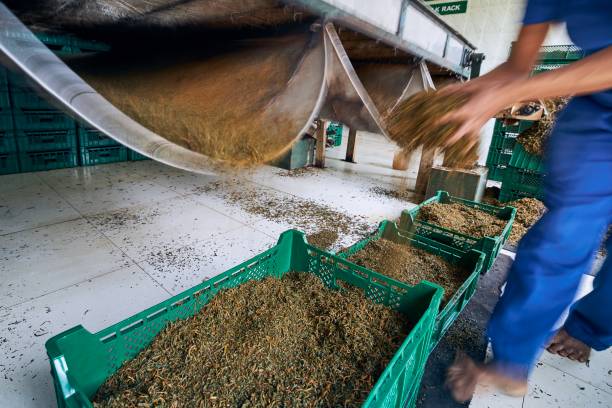 Shahi Omani coffee - 1 kg