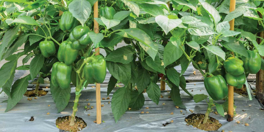 Capsicum-Farming