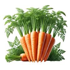 Fresh Omani Carrot Available in 8kg Carton Box. جزر عماني طازج. متوفر في كرتون 8 كيلو
