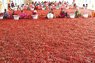 Crushed chilli. فلفل مجروش