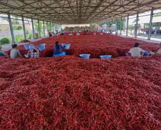 Crushed chilli. فلفل مجروش