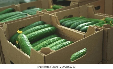 Fresh Cucumber is availbale for sale and delivery in large quantity