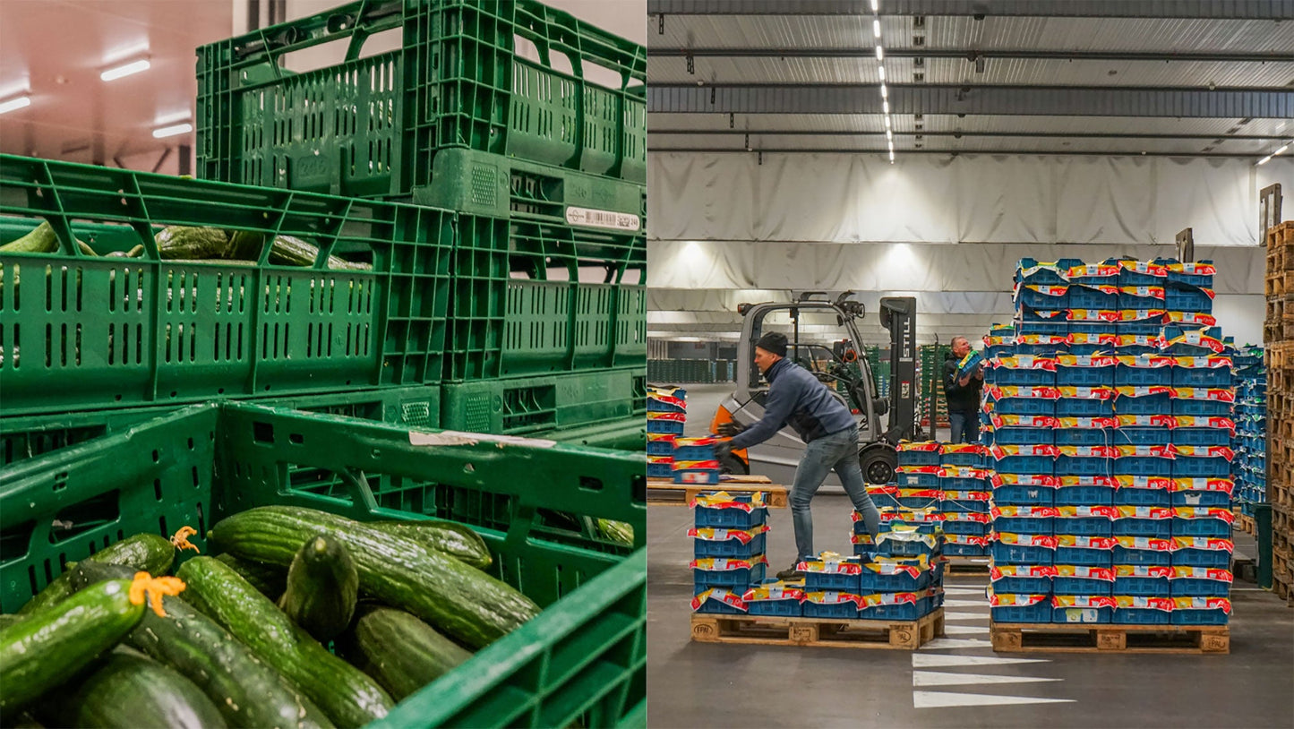 Fresh Cucumber is availbale for sale and delivery in large quantity