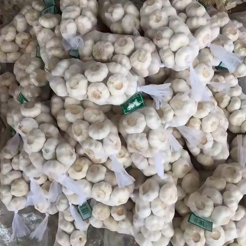 garlic2