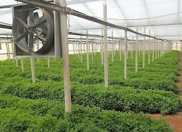 Fresh Mint Leafs Wholesales 1kg. أوراق نعناع طازجة للبيع بالجملة 1 كجم