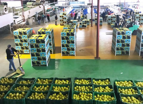 lemonwarehouse