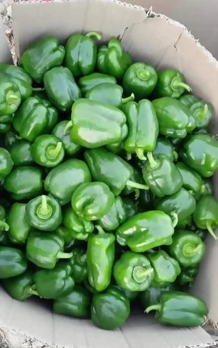 green-bell-peppers-500x500