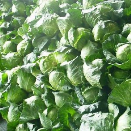 omancabbage3