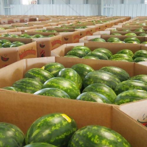 watermelonbox
