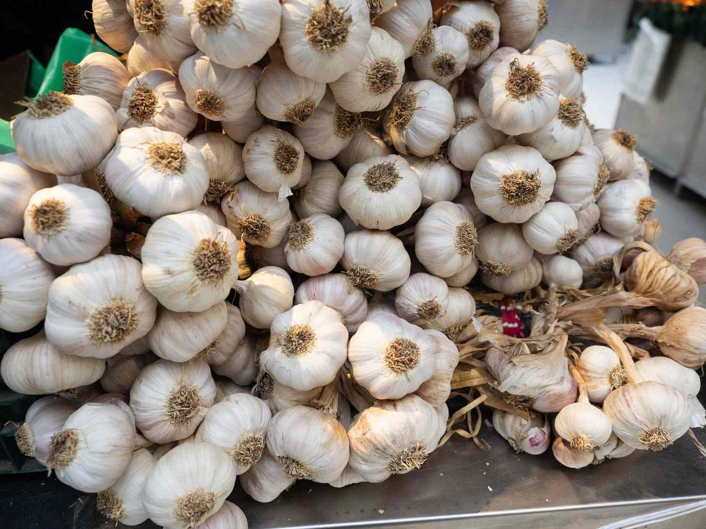 الثوم الطازج متوفر بكميات كبيرة وسعر الجملة