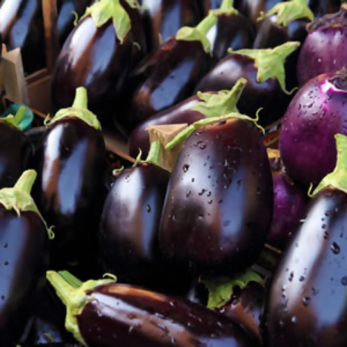eggplantshort2