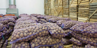 Potatoes Pakistan Wholesales 1kg. بطاطس إيراني جملة 1 كيلو