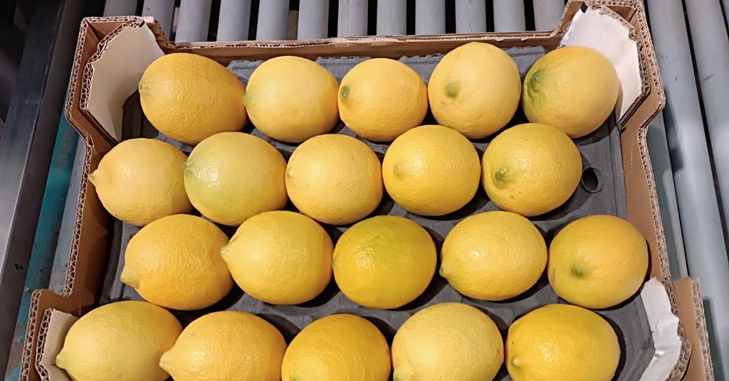 Fresh Lemon fruit is available in large quantities