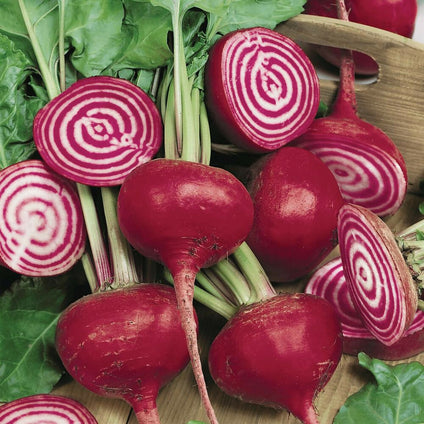 Beetroot Iran Wholesales 1kg. شمندر إيراني جملة 1 كيلوغرام