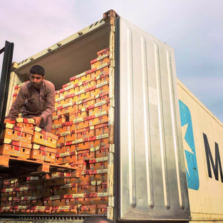 Tomatoes Iran Wholesales 1kg. طماطم إيراني جملة 1 كيلو